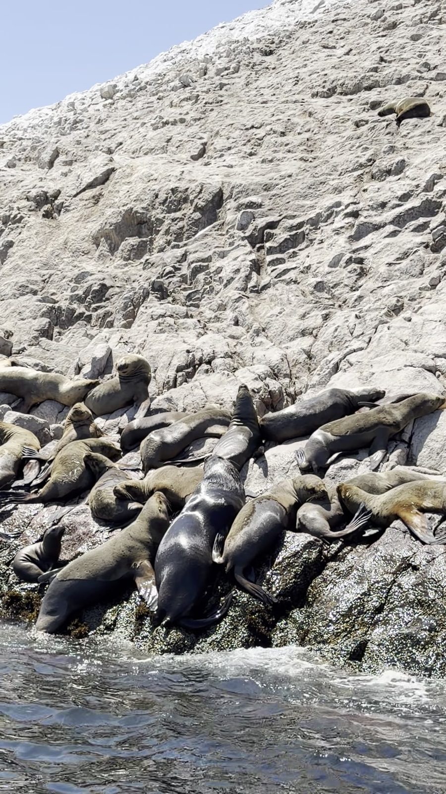 Lobos marinos descansando sobre las rocas de las Islas Ballestas, Paracas