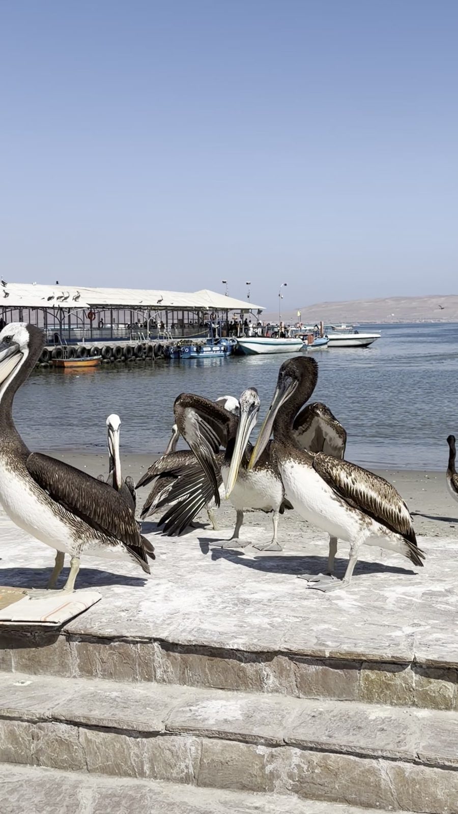 Pelícanos en el muelle de Paracas con la bahía al fondo